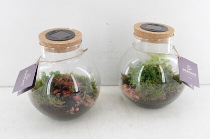 Arr3 Wa Terrarium Venus + Led (rechargeable Usb-c)