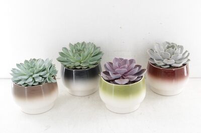 Arr3 Ov Echeveria - Ker. Pot Amalfi P14