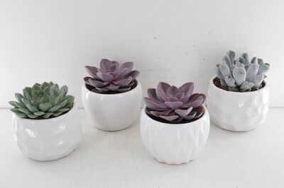 Arr3 Ov Echeveria - Ker. Pot Paros D15