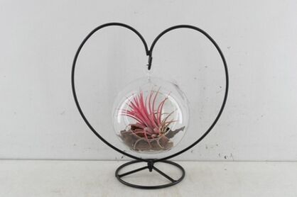 Arr2 Td Tillandsia Metaal Hart Hangbol