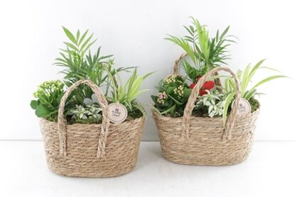 Arr2 Pl Tas Mand Ovaal - Mix