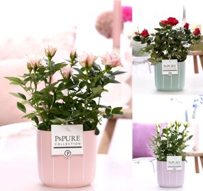 Ro Bm Gemengd Keramiek Fleur