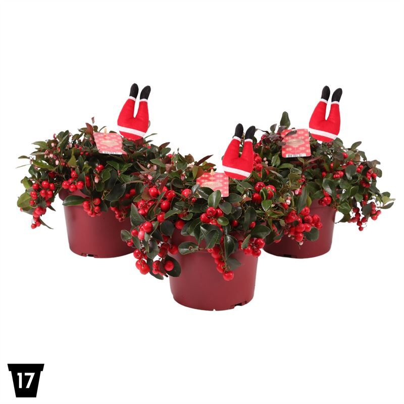 Gaultheria Pr Big Berry + Steker Santa Legs