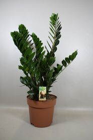 Zamioculcas Zamiifolia 10pp