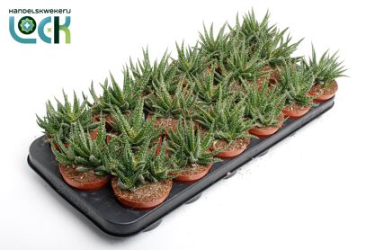 Aloe Jaco