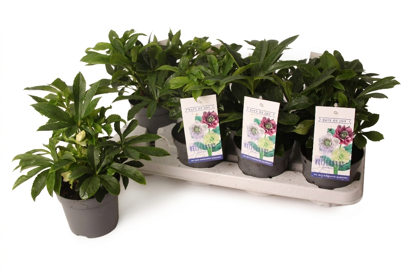 Hell Or White Spotted 1+