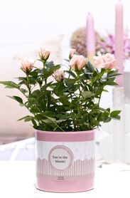 Ro Bm Licht Roze Keramiek You're The Bloom