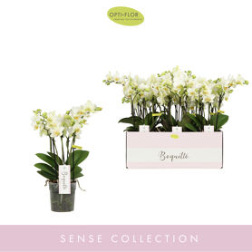 Phal Boquetto Beauty 3-5 Tak