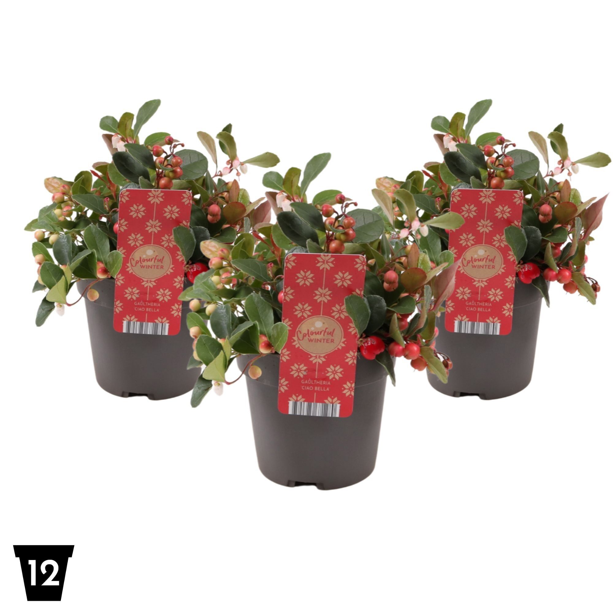 Gaultheria Ciao Bella Red