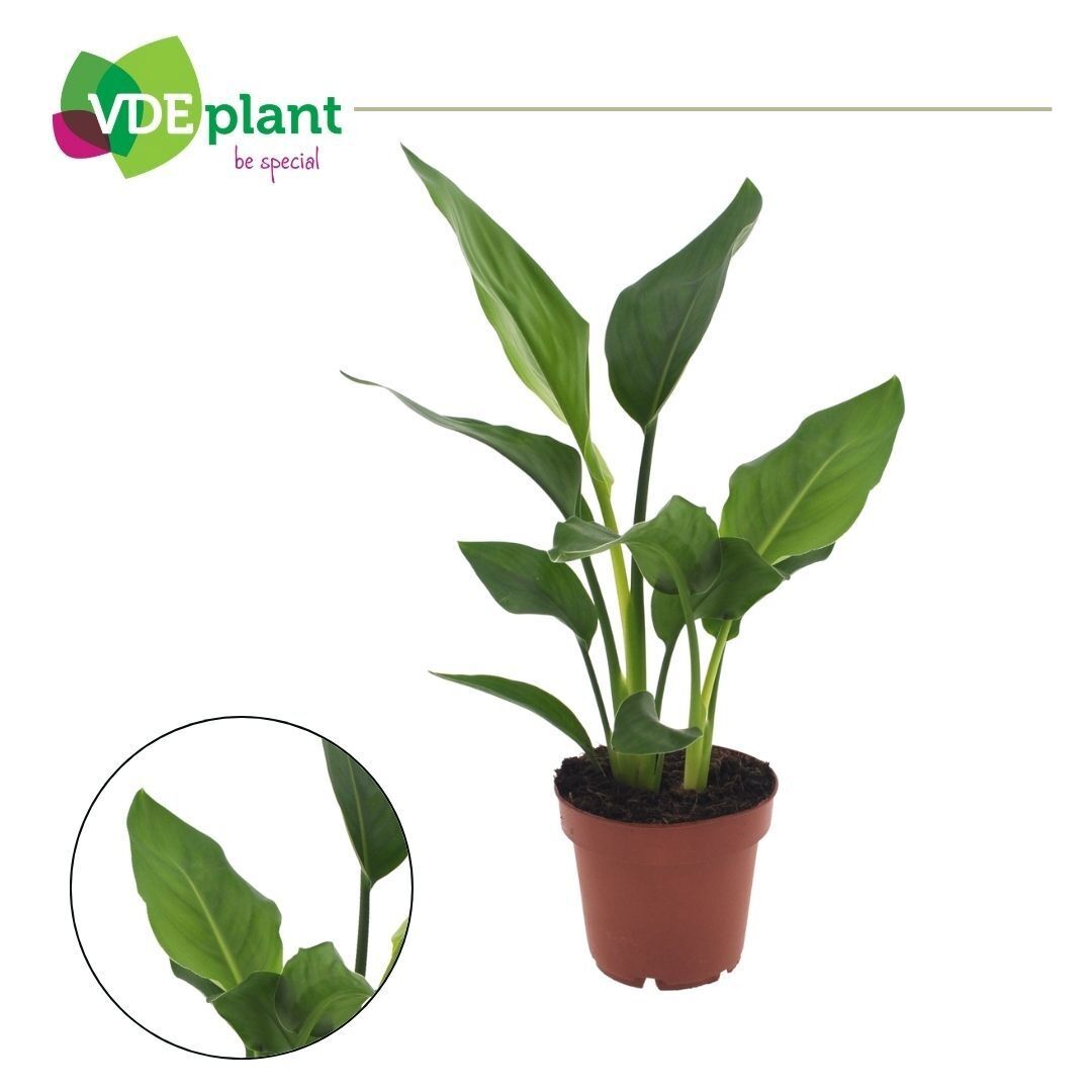 Strelitzia Reginea 2pp