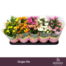 Chrys Gemengd Original