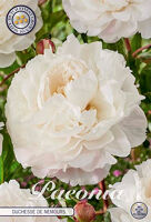 Bloembol Paeonia Duchesse De Nemours (x1)