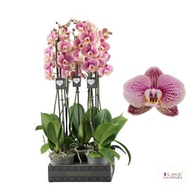 Phal 2 Tak 70cm Berger