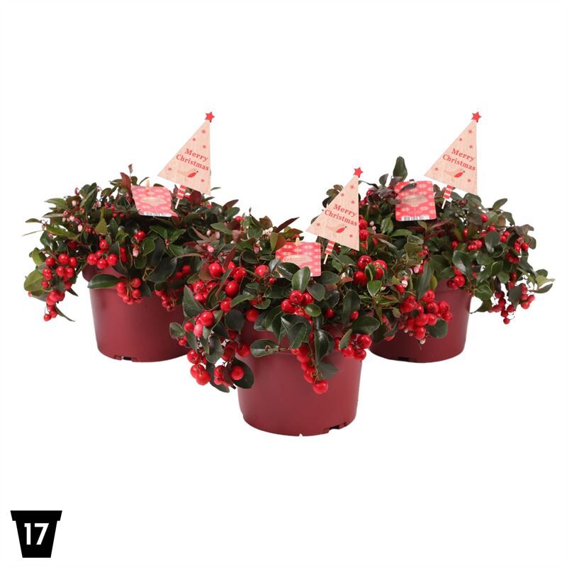 Gaultheria Pr Big Berry + Steker Natural Tree