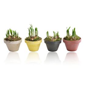 Narcis Tete A Tete Betonpot