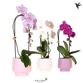 Kolibri Orchids Phalaenopsis Cascade Niagara Fall