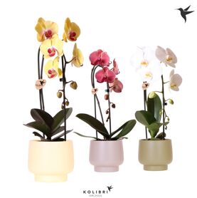 Kolibri Orchids Phalaenopsis Cascade Niagara Fall