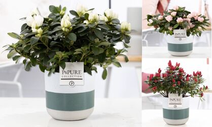 1st Class Azalea Mix In P&pure Lauren Ceramics