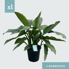 Aglaonema B.j. Freedman