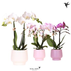 Kolibri Orchids Phalaenopsis Mix 2 Spike In Scandi