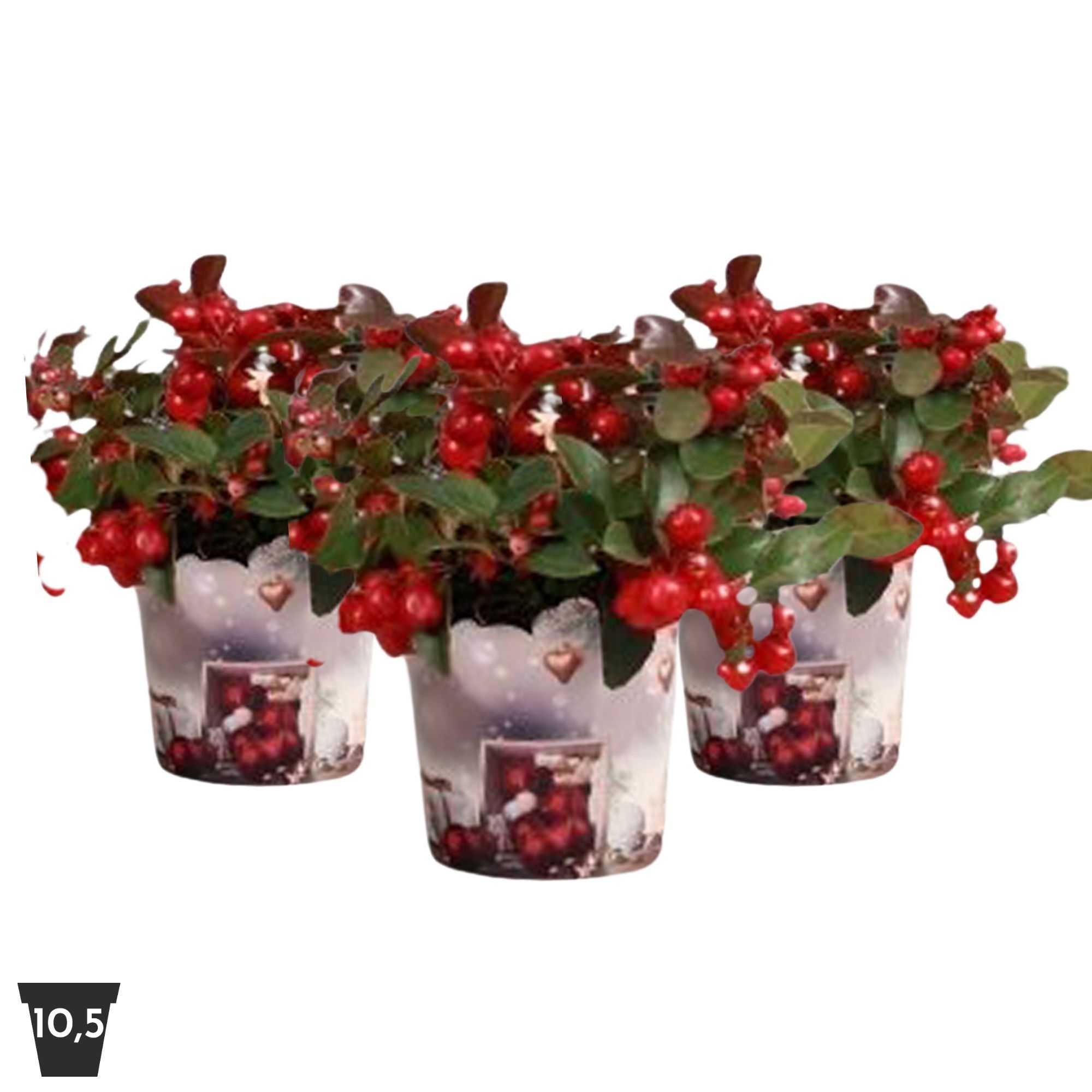 Gaultheria Pr Big Berry Potcover