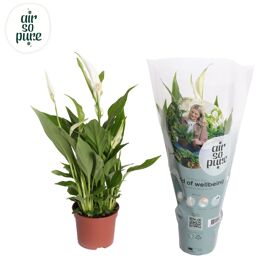 Spath Pearl Cupido 3+