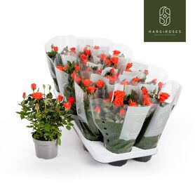 Ro Kordana Calibra