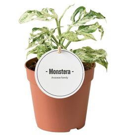 Monstera Frozen Freckles