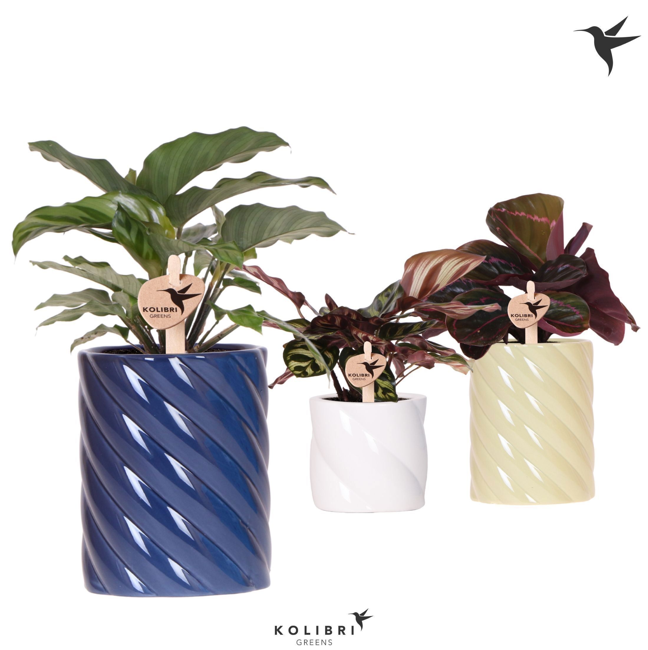 Calathea Gemengd Keramiek Candy