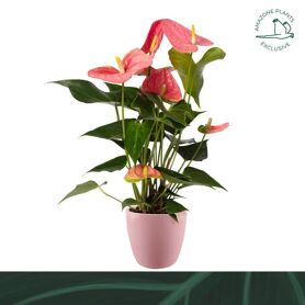 Anthu An Colorado Keramiek Roze