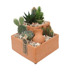 Cactus + Succ Gemengd Terracotta Vierkant