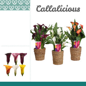 Zant Gemengd 4+ Mand Ruby