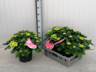 Hydr M Early Rosa 15+