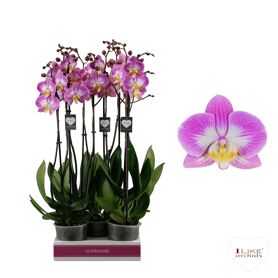 Phal 2 Tak 70cm Split