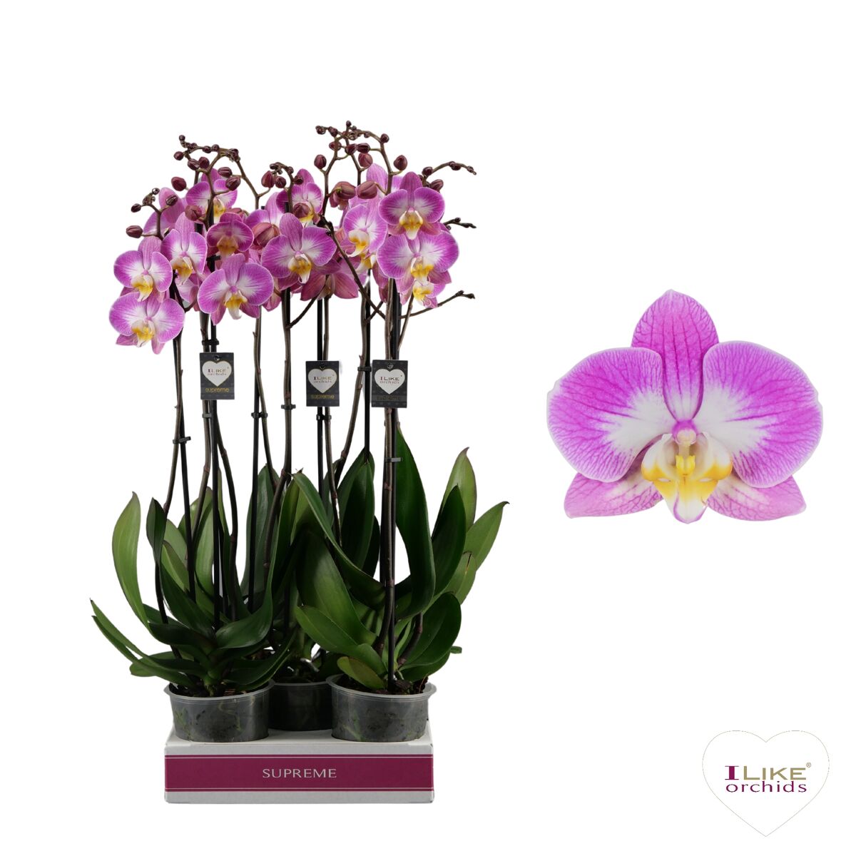Phal 2 Tak 70cm Split | Van der Plas
