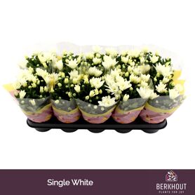 Chrys White Berlise
