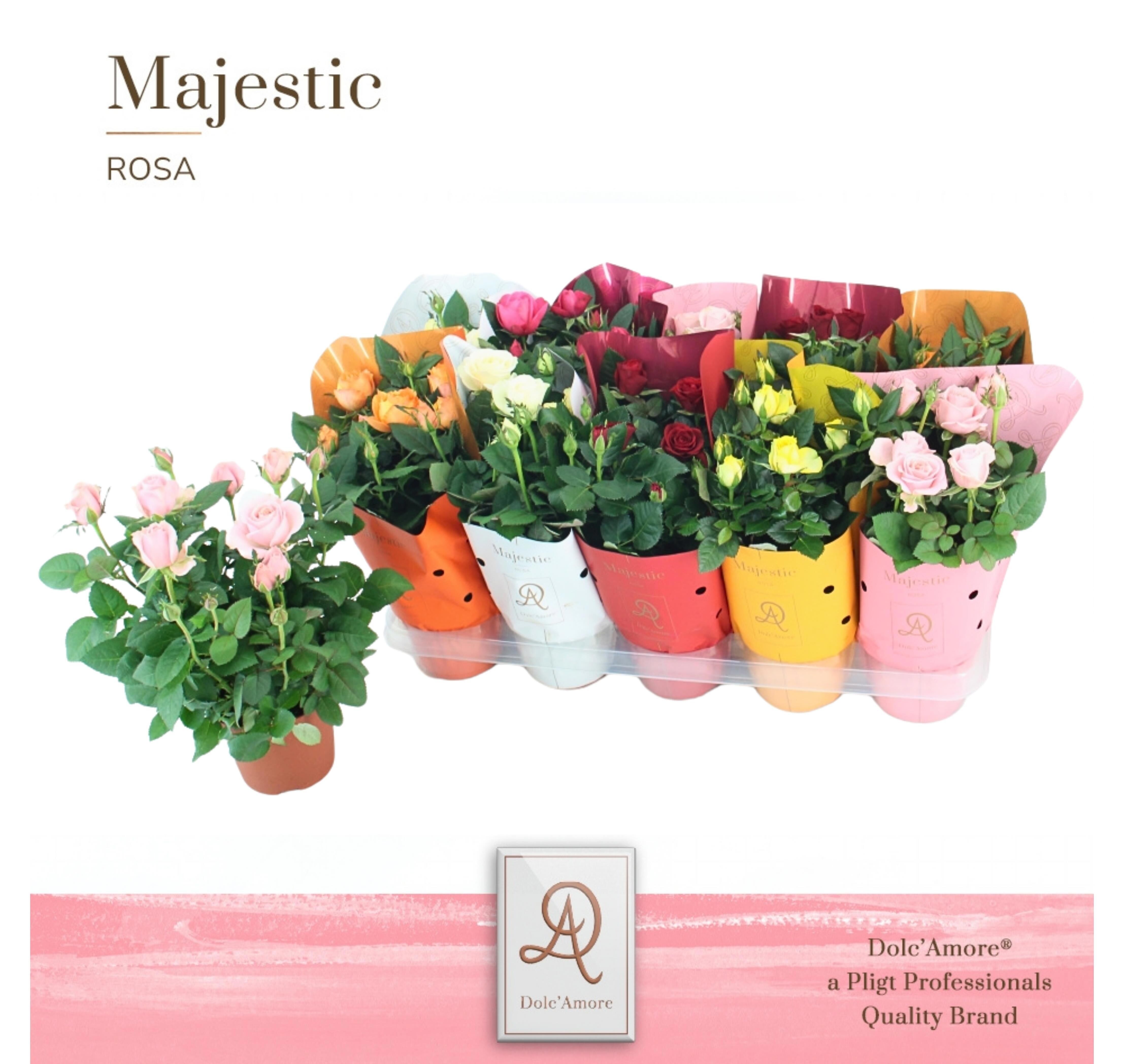 Ro Gemengd Dolc'amore Hoes Majestic