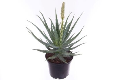 Aloe Arborescens