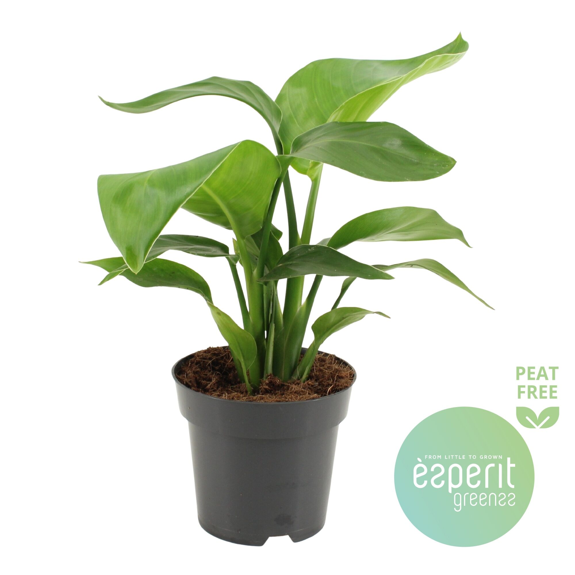 Strelitzia Nicolai 2pp