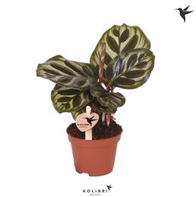 Calathea Makoyana