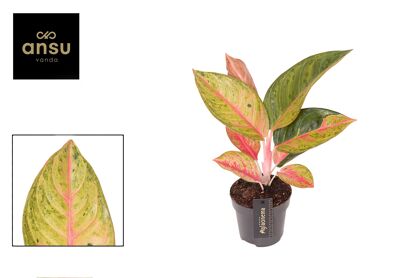 Aglaonema Gala Red