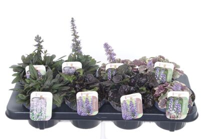 Ajuga Rep Gemengd