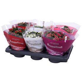 Kalan Gev Gemengd Valentine Tst