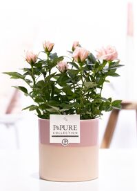 Ro Bm Licht Roze Keramiek Tess