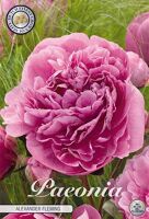 Bloembol Paeonia Alexander Fleming (x1)