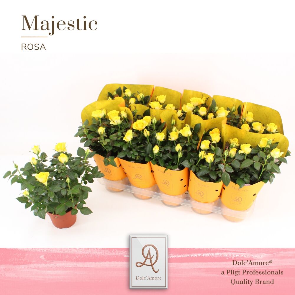 Ro Geel Dolc'amore Hoes Majestic