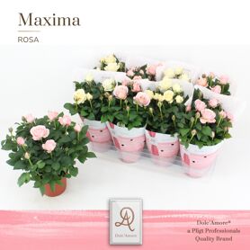 Ro Gemengd Roze & Wit Infinity Dolc'amore Hoes Max