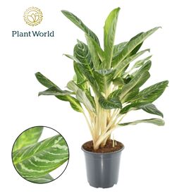 Aglaonema Keylime