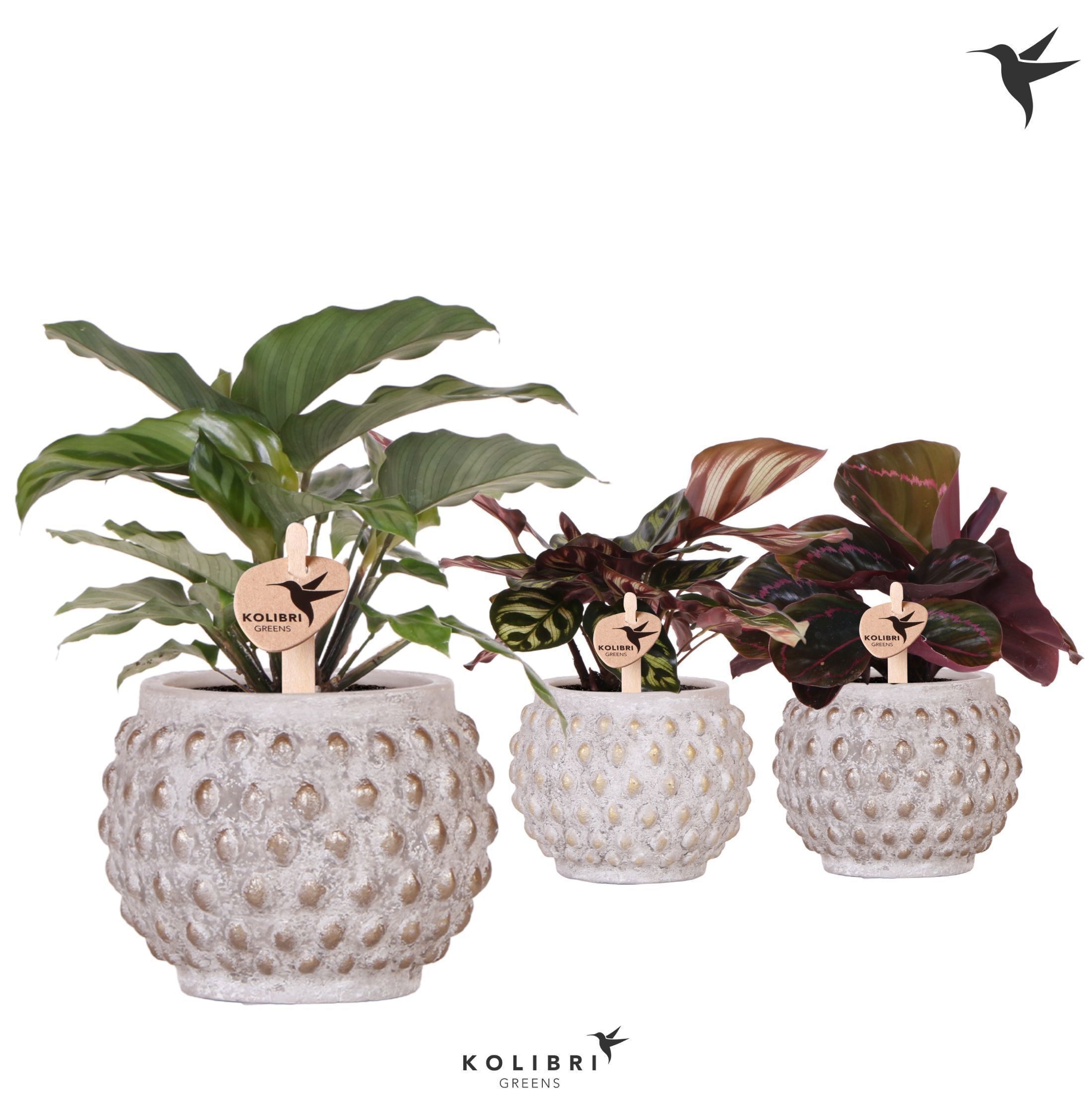 Calathea Gemengd Keramiek Marrakesh