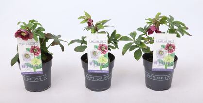 Hell Or Pretty Ellen Red 1+